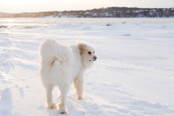 Rear view of gorgeous side lit lit Pyrenean Mountain Dog standing in fresh snow on the St. Lawrence...