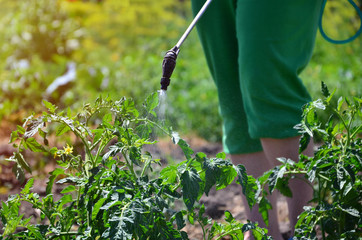 Treat from plant parasites. Spraying poison for insects