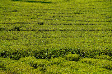 Tea plantations in Munnar, Kerala, India.