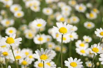 Fototapeta premium Wonderful fabulous daisies on a meadow in summer. White daisies.