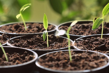 Young paprika seedling sprouts in the pots. Gardening concept.