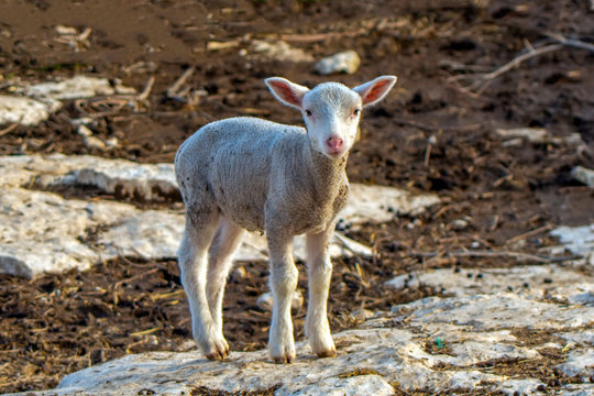 Cute little lambs during sunrise