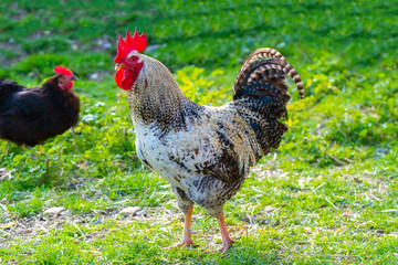  Colorful rooster and hens on sunny day outdoors	