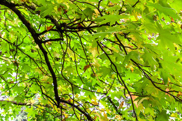 Bright light green maple foliage close-up. Brown branches