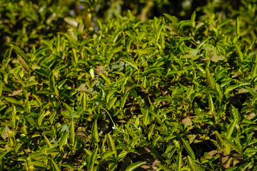 Tea plantations in Munnar, Kerala, India.