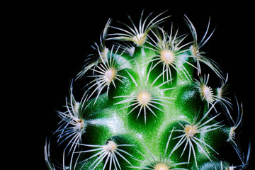cactus with sun-like needles close-up on a black background