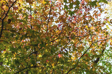 Fototapeta na wymiar Light green and yellow dense maple foliage with gaps