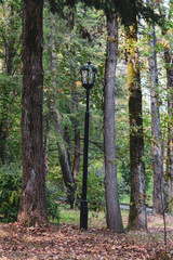 Street lamp between tree trunks in a park. Close-up