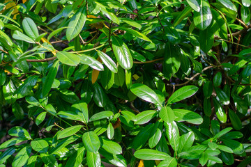 Bright green shiny leaves of magnolia. Texture