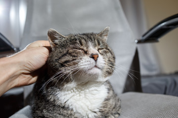 Owner stroking old cute cat at home