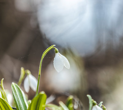 Beautiful snowdrop in spring forest. Tender spring flowers snowdrops harbingers of warming symbolize the arrival of spring. Scenic view of the spring forest with blooming flowers