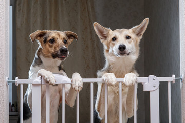 Cute dogs standing near safety gate in apartment