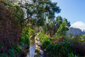 Obraz na płótnie Canvas Levada walk through forest on Madeira, Portugal.