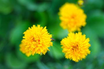Gelbe Blumen