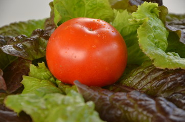 tomato and salad, томат, салат, помидор, помидорка