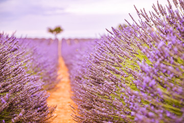 Summer floral closeup, bright purple lavender flowers. Sunset over a violet lavender field in...