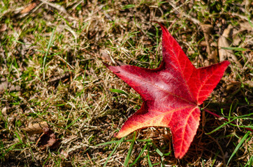 Red maple leaf on the dry grass