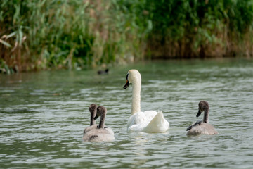 Mother Mute Swan and Cygnets swimming on a lake