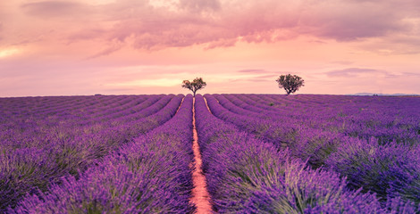 Panoramic view of French lavender field at sunset. Sunset over a violet lavender field in Provence,...