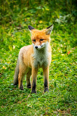 Portrait of a red fox, Vulpes vulpes on a green background