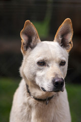 finnischer Schlittenhund