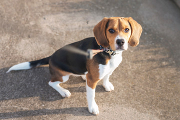 Cachorro Beagle