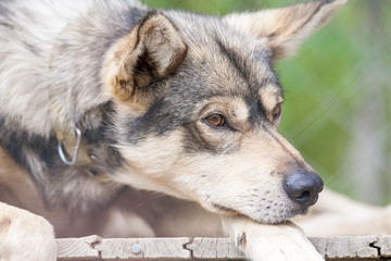 finnischer Schlittenhund