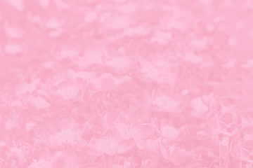 Pink coral gradient background with flowers. Flowers pattern