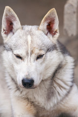 finnischer Schlittenhund