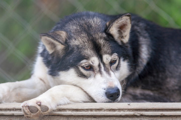 finnischer Schlittenhund