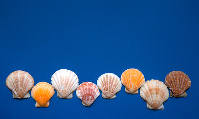 Seashells on a blue background. Marine subjects. Flat lay