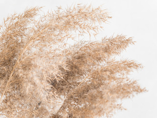 Dry beige reed on a white wall background. Beautiful nature trend decor. Minimalistic neutral concept. Closeup