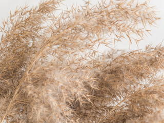 Dry beige reed on a white wall background. Beautiful nature trend decor. Minimalistic neutral concept. Closeup