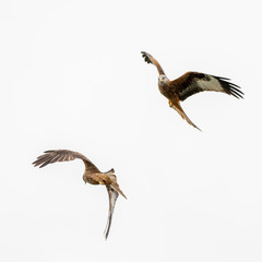 Red kite (Milvus milvus) flying in a clear sky over mid-Wales