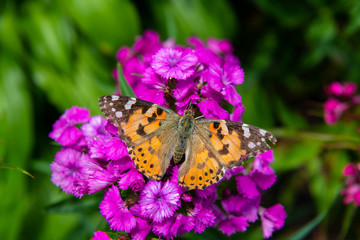 Vanessa cardui butterfly in purple flowers macro insect nature close up summer