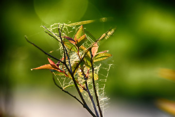  spider web on a spring branch against a green background outdoors, in close-up