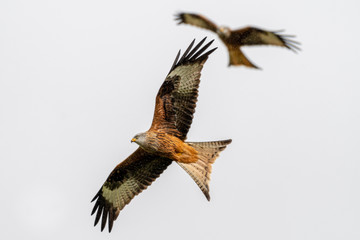 Red kite (Milvus milvus) flying in a clear sky over mid-Wales