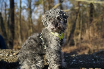 Portrait of a young grey poodle dog in forest 