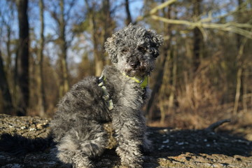 Portrait of a young grey poodle dog in forest 