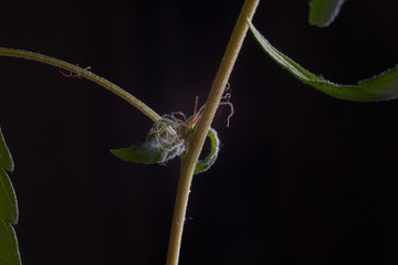 Marijuana leaf on a black background.