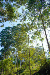 Obraz premium Famous, beautifut and ever green hill station, Munnar, in Kerala, South India