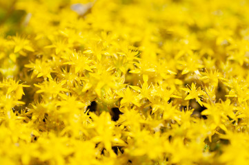 Yellow carpet of sedum lineare inflorescences of yellow flowers.