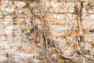 Brick wall covered with wild grapes. Background.