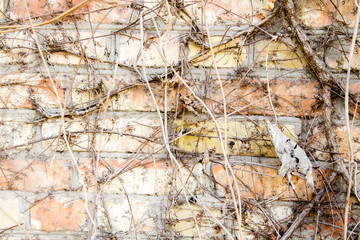Brick wall covered with wild grapes. Background.