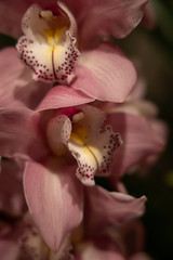Fototapeta na wymiar interesting orchid flower on a dark background in a soft light in the interior