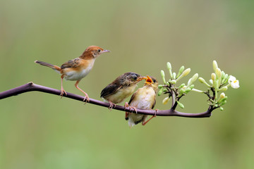 Baby Zitting Cisticola bird waiting for food from its mother, Zitting Cisticola bird on branch