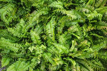 Tropical nature. Beautiful ferns leaves green foliage. Floral fern background. Ferns leaves green foliage. Tropical leaf. Exotic forest plant. Botany concept. Ferns jungles. Vibrant ferns close up.