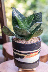 Selective focus Snake Plant Variety in black and white pot on wooden table.(Sansevieria)