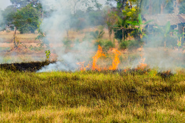 Burn grass,burning straw in rice plantation,destroying the environment.Area of illegal deforestation of vegetation native to the Laos forest,ASIA.