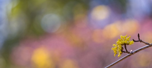 サンシュユとカラフルな背景1